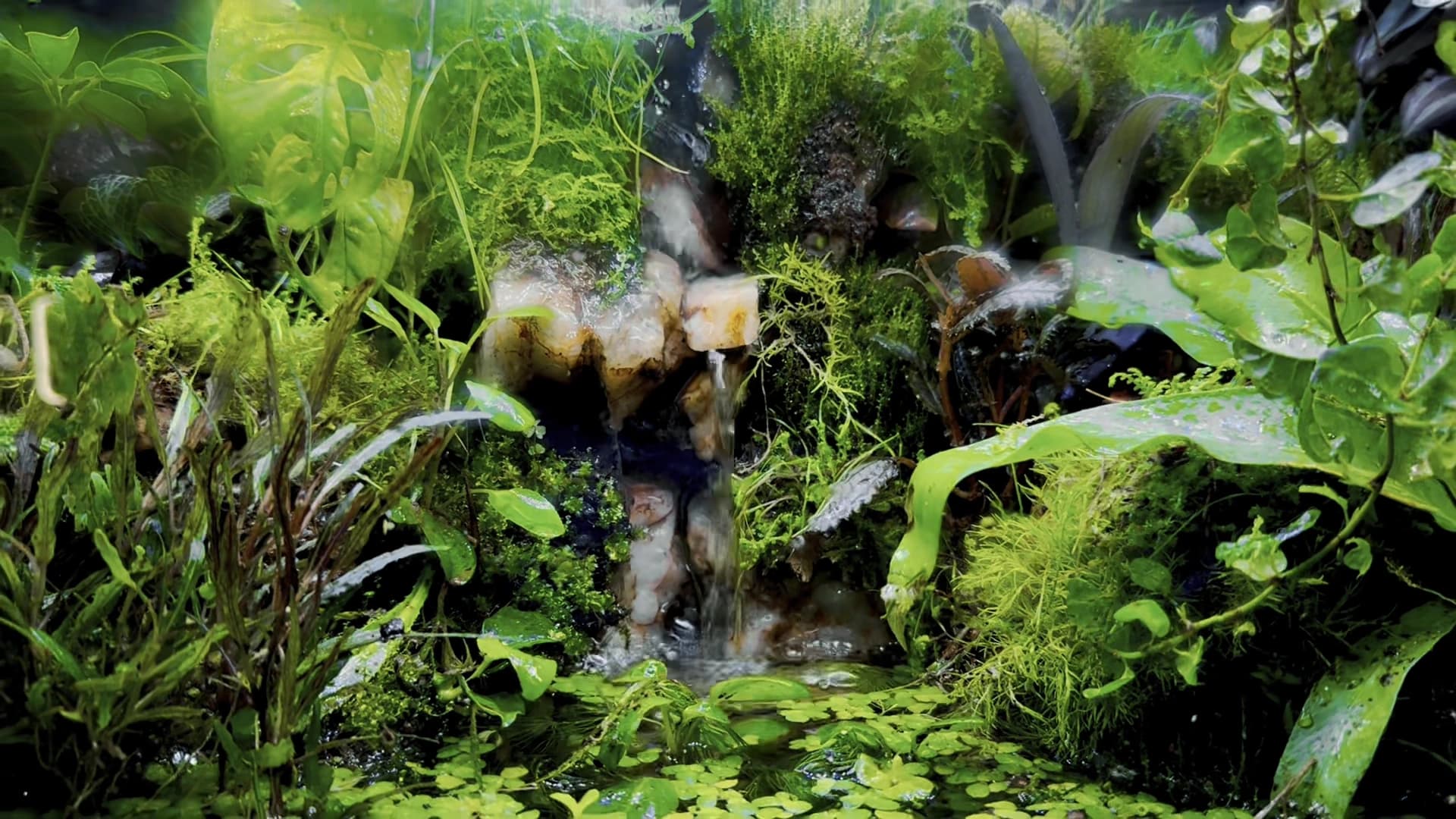 Inside bryson’s planted terrarium